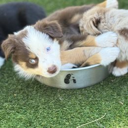 Durango - Red tri-color male Australian Shepherd puppy in Ramona, California from Blue Moon Aussies