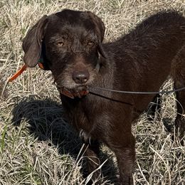 Pudelpointers from Southern Point Pudelpointers