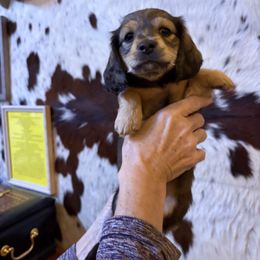 Dachshund Puppies from SchmitZ Dachshunds On The  Concho