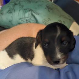 Girl 1 - Piebald female Dachshund puppy in King, North Carolina from Presleys dachshunds