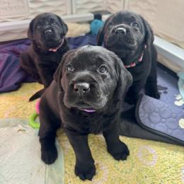 Labrador Retriever puppies from Newara’s Dog House LLC