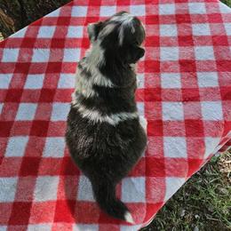 Blue merle boy - Black and tan male Pembroke Welsh Corgi puppy in Tennessee from Voneida Collies & Corgis