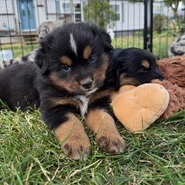 Truffle Brownie - Black tri female Miniature Australian Shepherd puppy in Medical Lake, Washington from MAS Gone Rogue