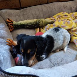 Dachshund Puppies from Hounds by Mishelle