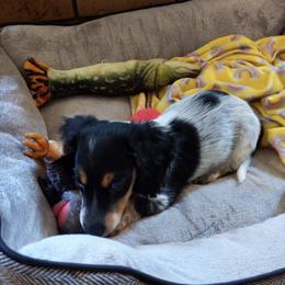 Dachshund Puppies from Hounds by Mishelle