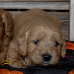 Male 2 of 2 - Apricot male Goldendoodle puppy in Macedon, New York from Toodles Goldendoodles