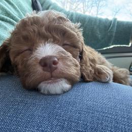 Goldendoodle Puppies from Gracie Doodles CT