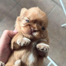 Honey - Gold and white female Shih Tzu puppy in Azusa, California from RJ Shih Tzu lover