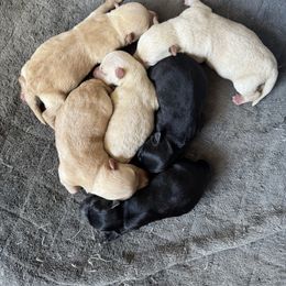 Boy4 - Black male Scottish Terrier puppy in Lancing, Tennessee from Pilot Mtn Scottie’s