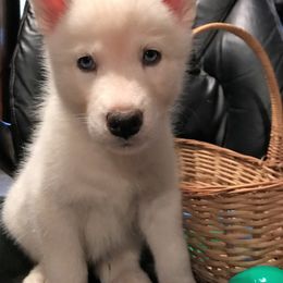 Siberian Husky Puppies from Sherwood Huskies