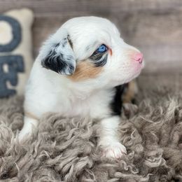 Bumblebee-Full Natural Tail and Blue eyes likely - Australian Shepherd puppy in Penrose, Colorado from Best Friend Aussies