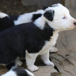 Mick - Black and white male Border Collie puppy in Custer, South Dakota from Pinpoint Border Collies