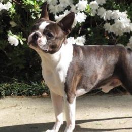 Boston Terriers from Shannon's Boston Terriers