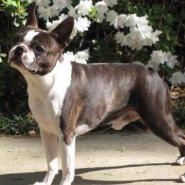 Boston Terriers from Shannon's Boston Terriers