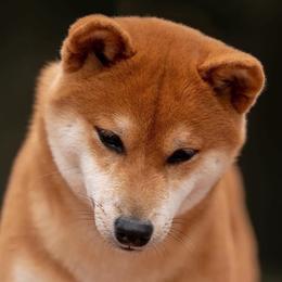 Shiba Inu puppies from Evenfalls Shiba Inu