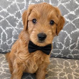 Walker - Red  male Goldendoodle puppy in Pine Grove, California from Lundee Doodles