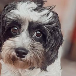 Cookie - Shihpoo