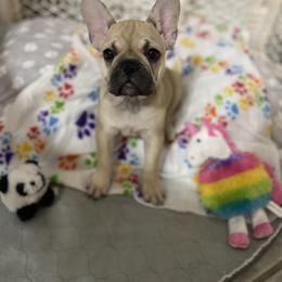 French Bulldog Puppies from Cortney’s Frenchie Farm