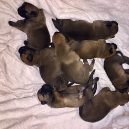 Belgian Malinois Puppies from Claudette Fischer's Belgian Malinois
