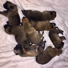 Belgian Malinois Puppies from Claudette Fischer's Belgian Malinois