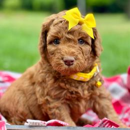 Yellow - Red  female Goldendoodle puppy in Hesperia, Michigan from Red Acres Poodles & Doodles