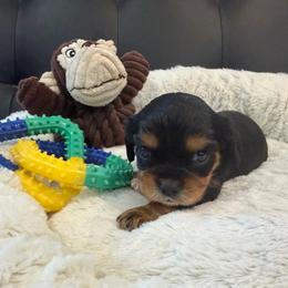 Dewey - Tri-color male Cavalier King Charles Spaniel puppy in Cerro Gordo, North Carolina from Cloverleaf K9 Connections