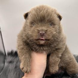 Nico - Lavender male Pomeranian puppy in Bogata, Texas from Kerrie’s Pomeranian