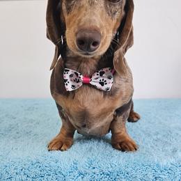 Chimera - Dachshund