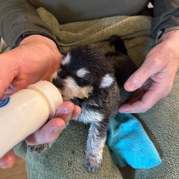 Plum - Black and silver female German Shepherd puppy in Perkasie, Pennsylvania from Twila Ruth Herot