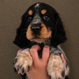 Lark - Tri-Roan female English Springer Spaniel puppy in Fort White, Florida from Thunderbird Springers