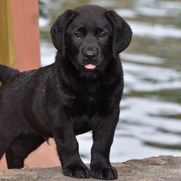 Labrador Retriever Puppies from Avery Labradors