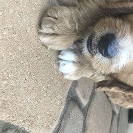 Goldendoodle Puppies from Flightline Doodles