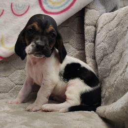 Megan - Black brown and white female Basset Hound puppy in Newton Grove, North Carolina from MGA Basset Hound