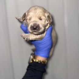 Girl 5 - Cream female Goldendoodle puppy in Fayetteville, Arkansas from Silver Hill Farm