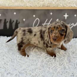 Alex - Dapple male Dachshund puppy in Colbert, Oklahoma from Brooke Crenshaw