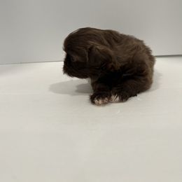 Shih Tzu Puppies from Moore Shih Tzus