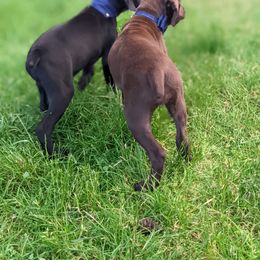 German Shorthaired Pointer Puppies from Dali and Company