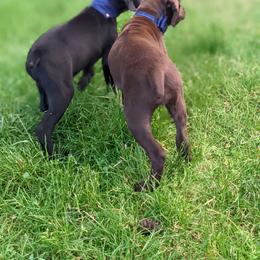 German Shorthaired Pointer Puppies from Dali and Company