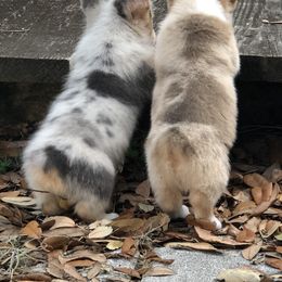 American Corgi and Pembroke Welsh Corgi Puppies from Red White & Bluie Corgi