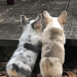 American Corgi and Pembroke Welsh Corgi Puppies from Red White & Bluie Corgi