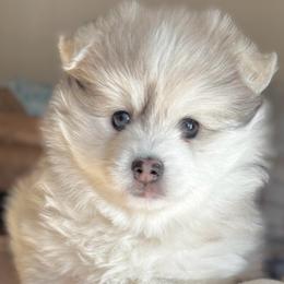 Gizmo - Beautiful Merle Girl - Merle female Pomsky puppy in Broken Arrow, Oklahoma from Sterling Pomskies
