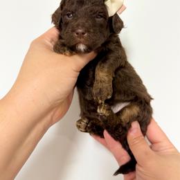 Jessica - Brown female Bernedoodle puppy in Miami, Florida from Jade’s Paws & Co. Of Miami LLC