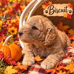 Biscuit - Apricot male Double Doodle puppy in Oceanside, California from Strong Mountain Doodles