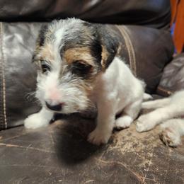 Jack Russell Terrier Puppies from Ethical Jacks
