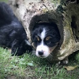 Bernese Mountain Dog Puppies from Must B Buffalo Berners