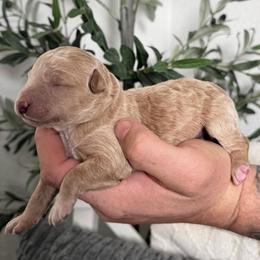 Girl 1 - female Golden Mountain Doodle puppy in Puyallup, Washington from Majestic Mtn Pups