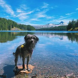 Pyrenean Shepherd All Grown Up from PYRWILD