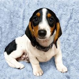 Puppy 1 - Piebald male Dachshund puppy in Clayton, Indiana from Love Struck Miniature Dachshunds