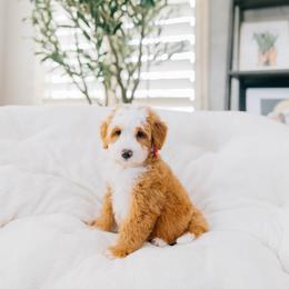 Dolly - Red female Bernedoodle puppy in Murray, Utah from Sun Valley Doodles