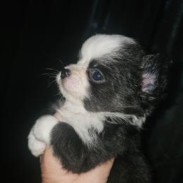 Puppy 2 - Black and white male Chihuahua puppy in Springfield, Missouri from Casadelopez Tails